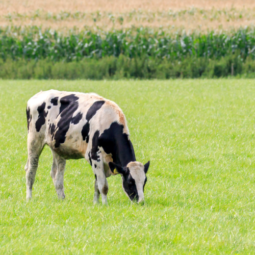 A vaca saiu do pasto e só você não viu #EP52
